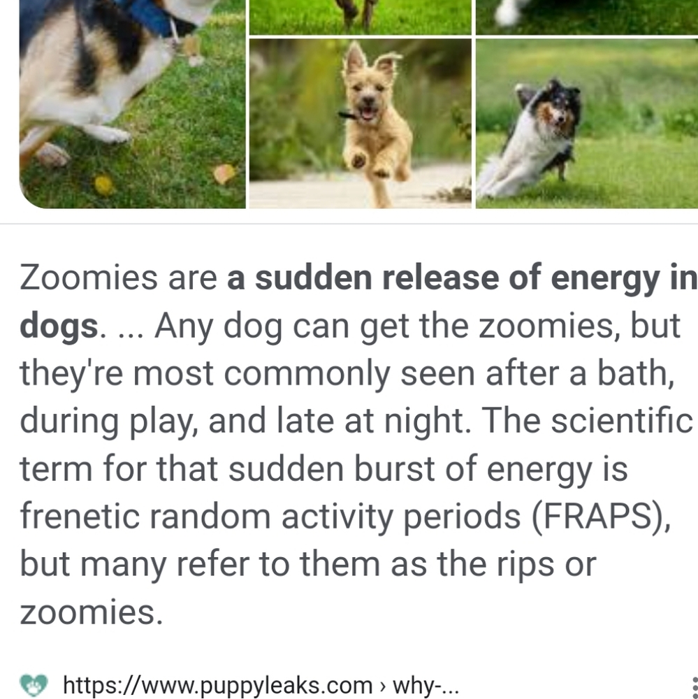 Zooomies...Its actually a normal dog thing!